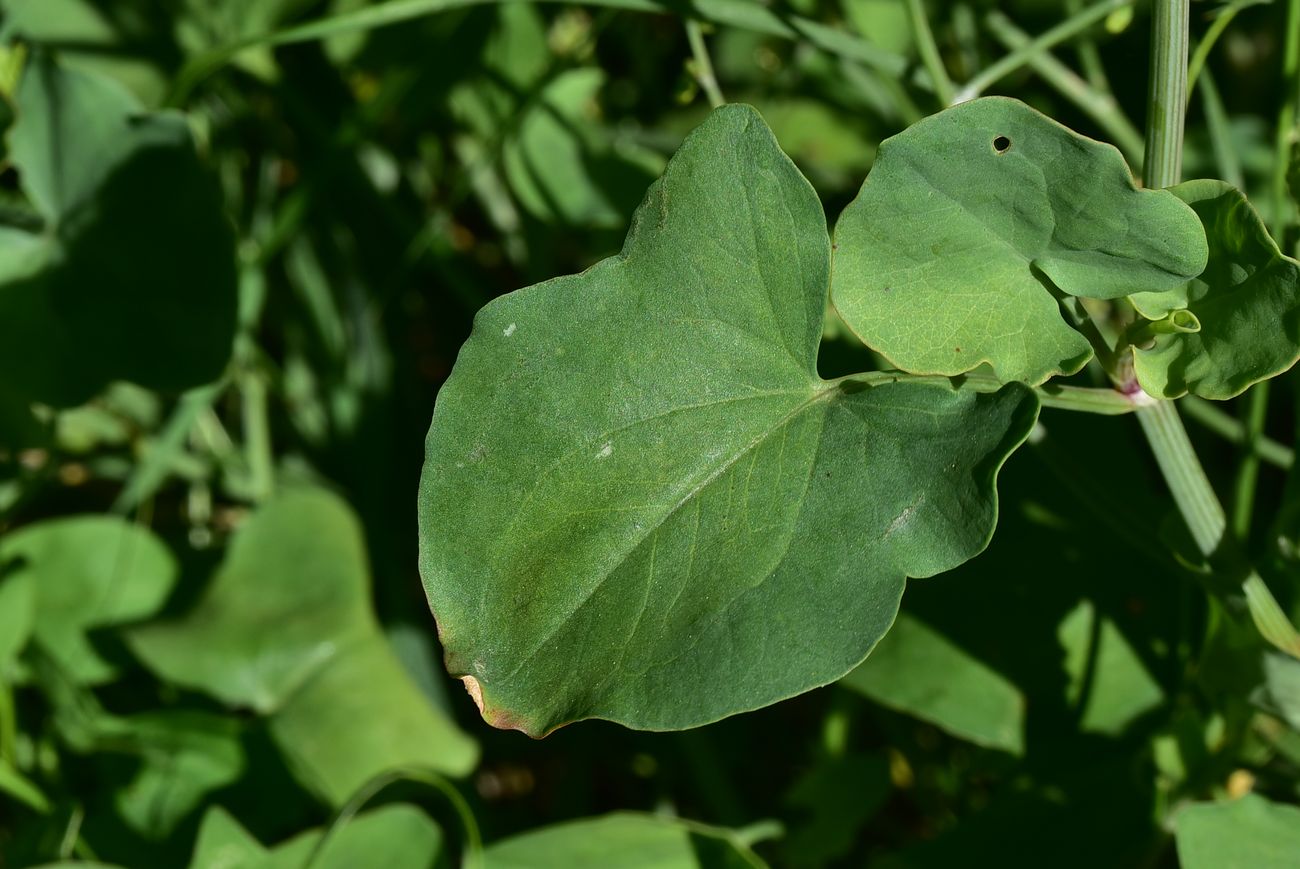 Image of genus Rumex specimen.
