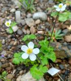 Pulsatilloides obtusiloba