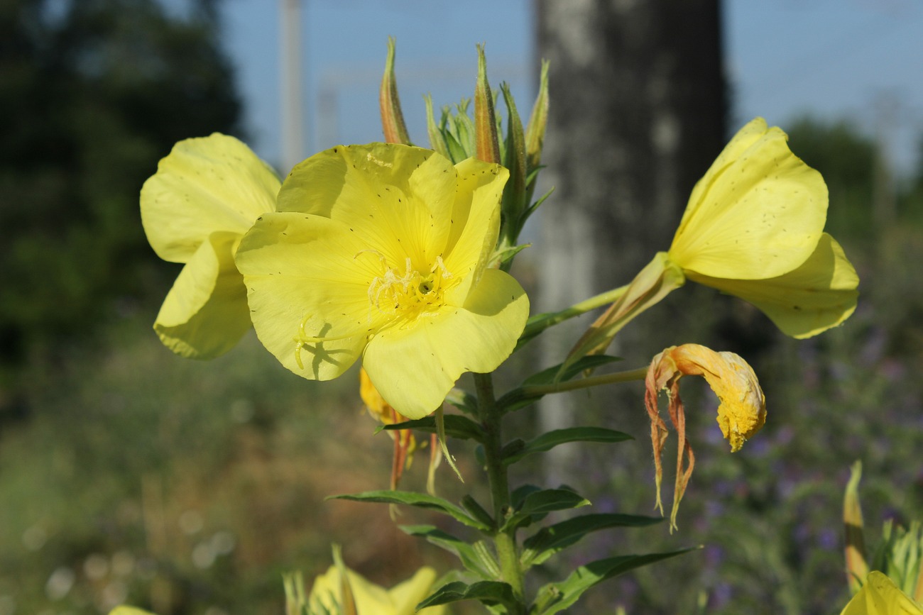 Изображение особи Oenothera glazioviana.