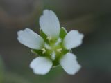 Holosteum umbellatum