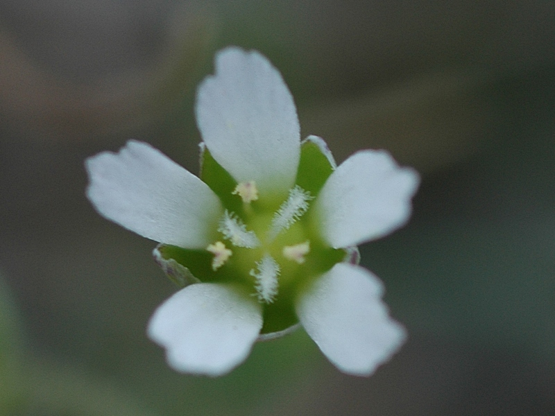 Image of Holosteum umbellatum specimen.