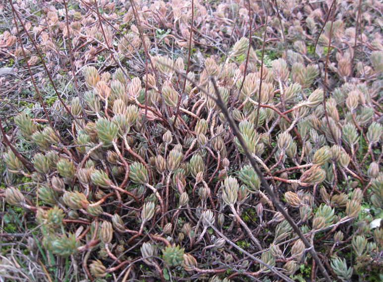 Image of Sedum reflexum specimen.