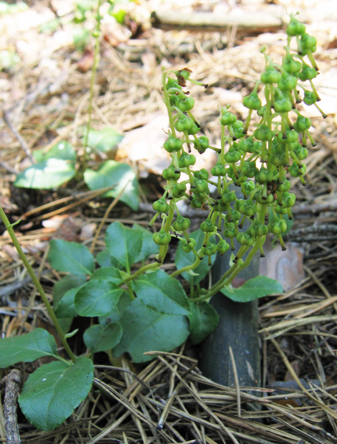 Image of Orthilia secunda specimen.