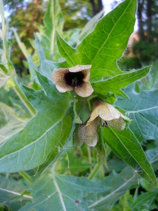 Изображение особи Hyoscyamus niger.