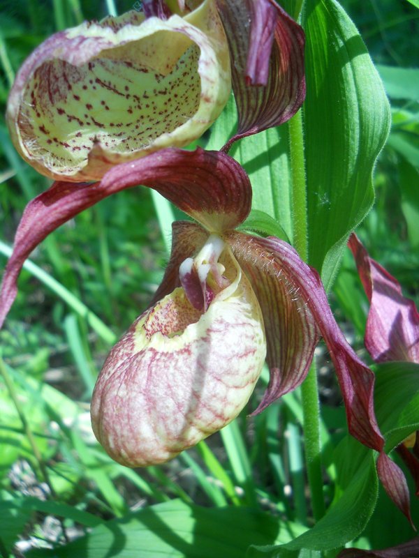 Изображение особи Cypripedium &times; ventricosum.