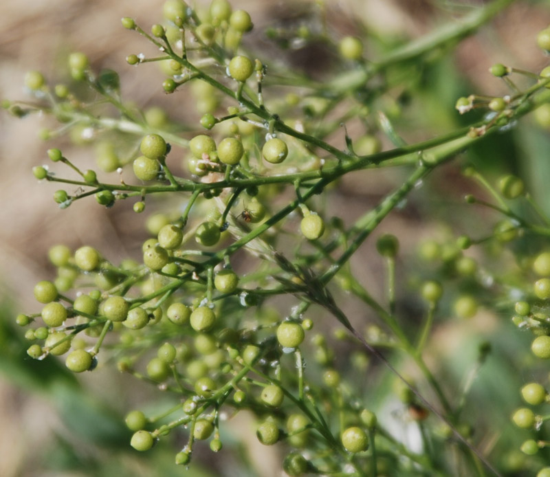 Image of Crambe tataria specimen.