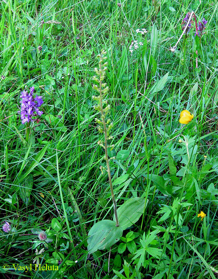 Image of Listera ovata specimen.