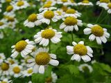 Pyrethrum parthenium