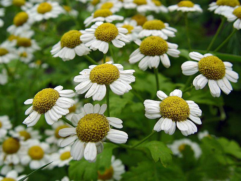 Изображение особи Pyrethrum parthenium.