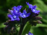 Anchusa officinalis. Соцветие. Киев, Святошинский лес. Июль 2005 г.