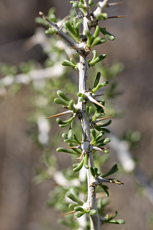 Image of Lycium ruthenicum specimen.