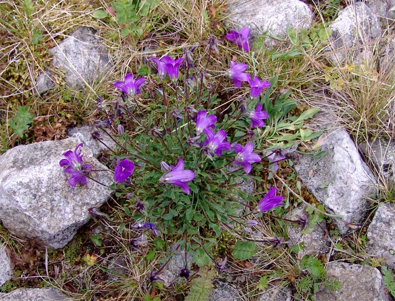 Изображение особи Campanula bellidifolia.