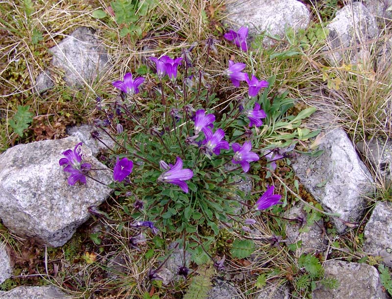 Image of Campanula bellidifolia specimen.