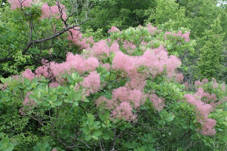 Изображение особи Cotinus coggygria.