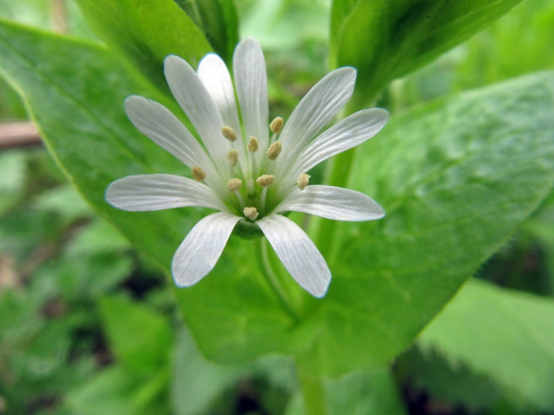 Изображение особи Stellaria nemorum.