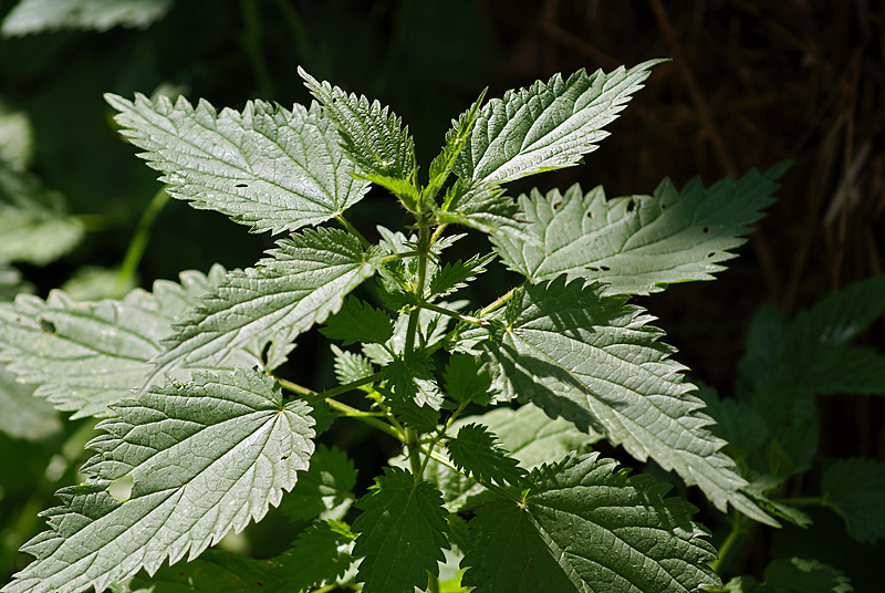 Ой крапива. Крапива двудомная (Urtíca dióica). Крапива двудомная (Urtica dioica). Крапивы двудомной Плантариум. Крапива ГФ.