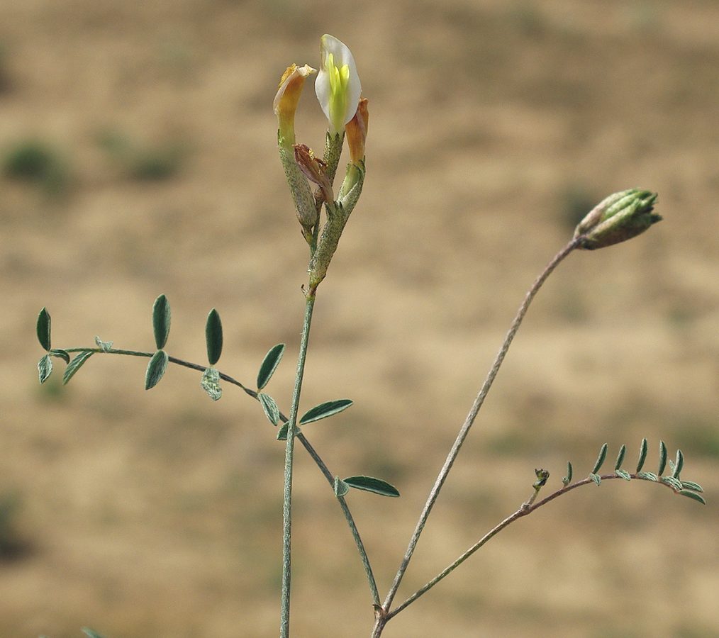 Image of Astragalus bossuensis specimen.