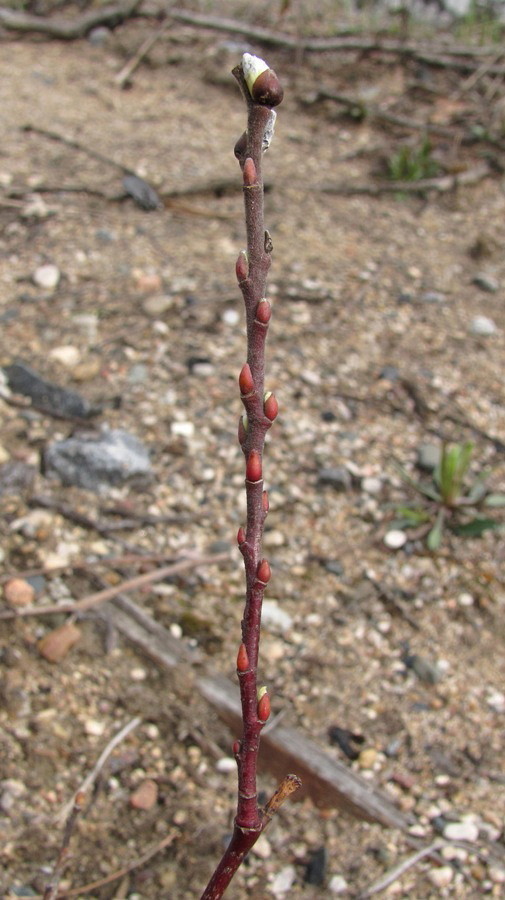 Image of Salix &times; puberula specimen.