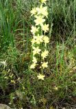 Delphinium semibarbatum