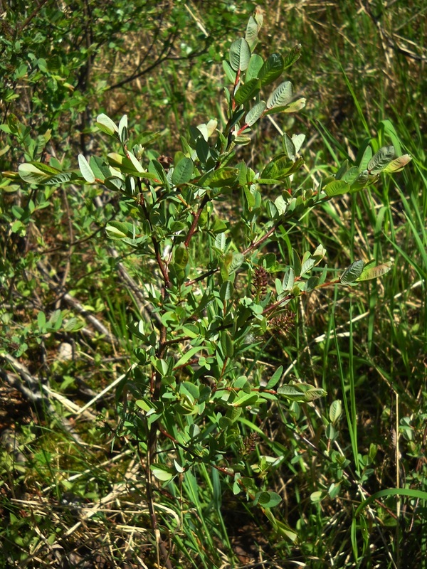 Image of Salix myrtilloides specimen.