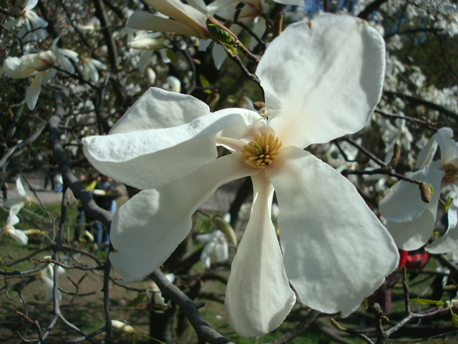 Image of Magnolia kobus specimen.