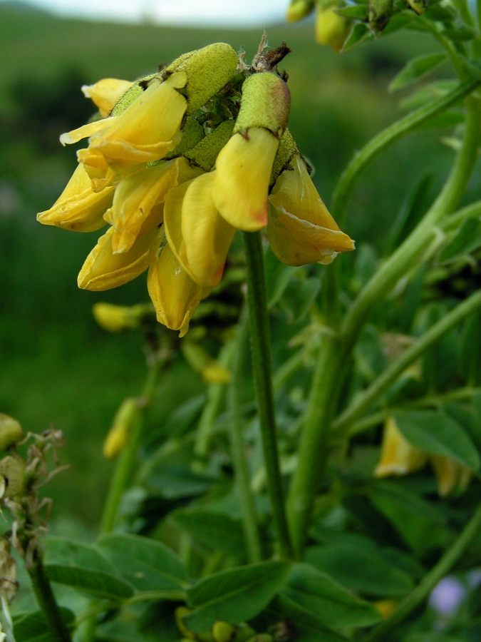 Изображение особи Astragalus propinquus.