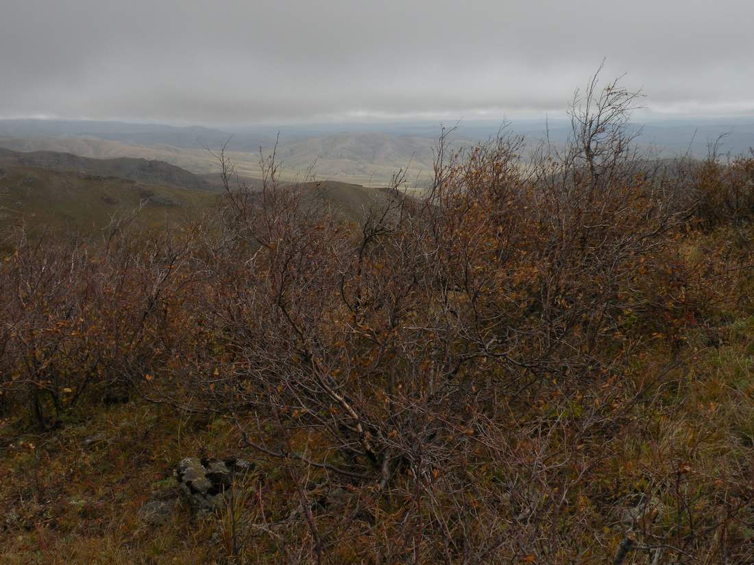 Image of Betula fusca specimen.