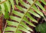 Blechnum spicant