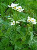 Anemonastrum protractum