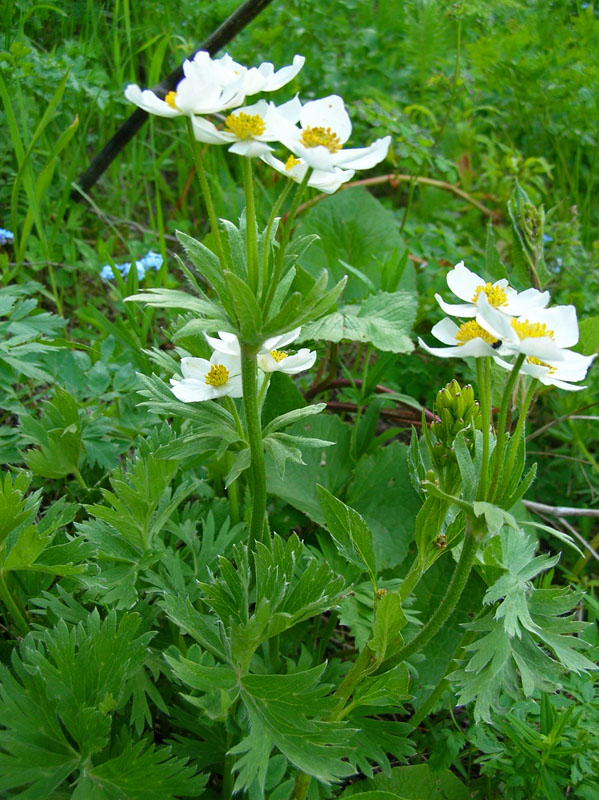 Изображение особи Anemonastrum protractum.