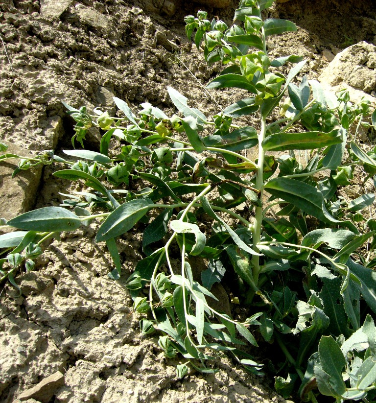 Image of Caccinia macranthera specimen.