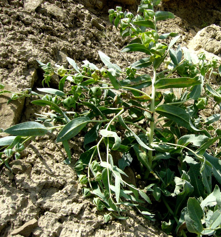 Image of Caccinia macranthera specimen.