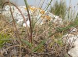 Plantago atrata
