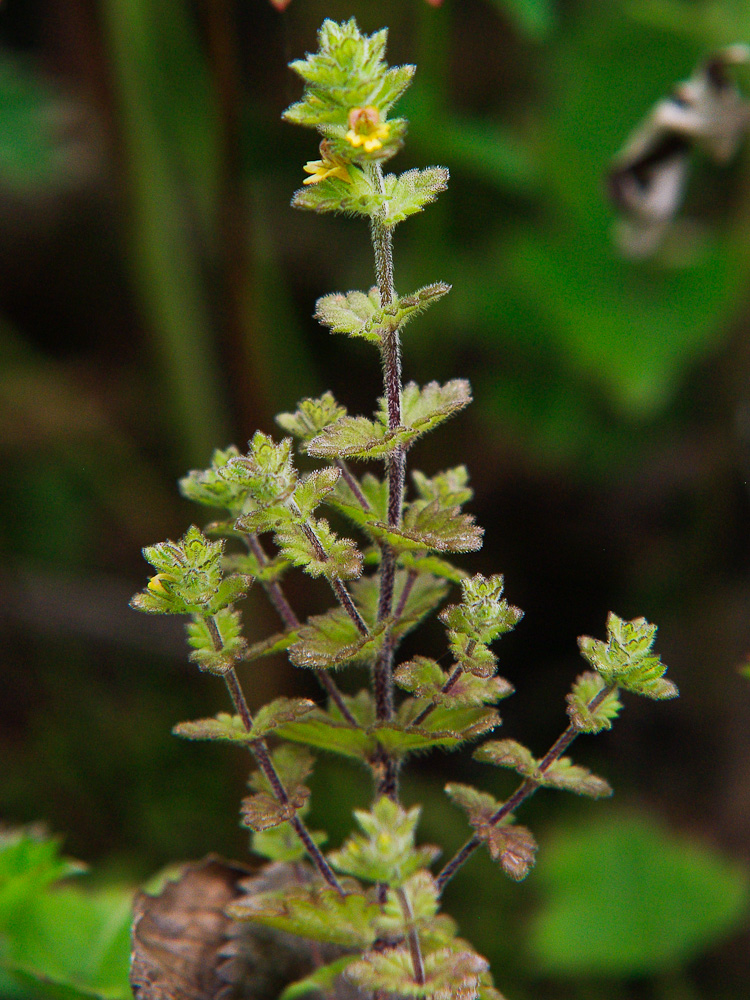 Изображение особи Euphrasia mollis.