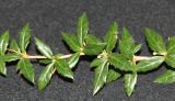 Berberis verruculosa. Часть ветви. Германия, г. Кемпен, в культуре. 03.03.2012.