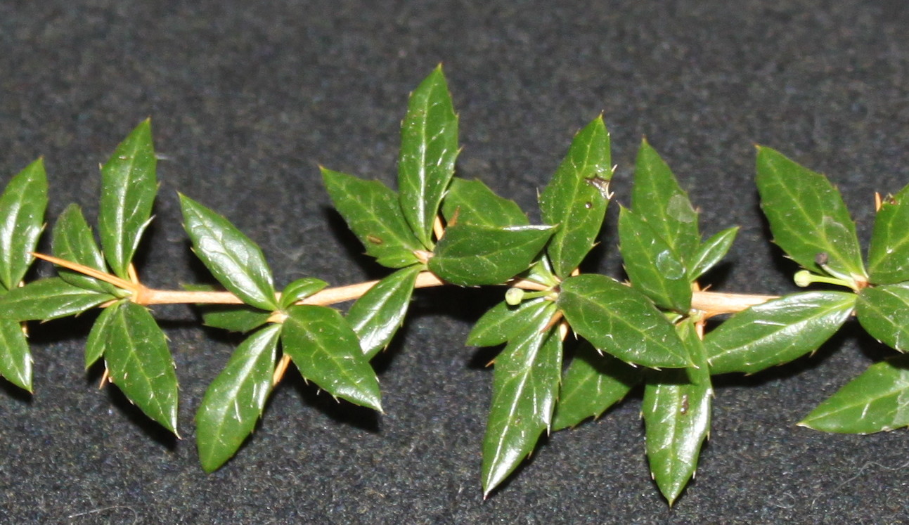 Image of Berberis verruculosa specimen.