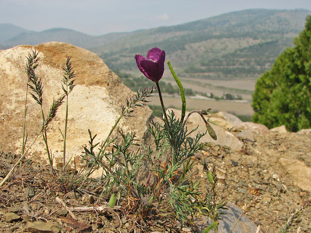 Image of Roemeria hybrida specimen.