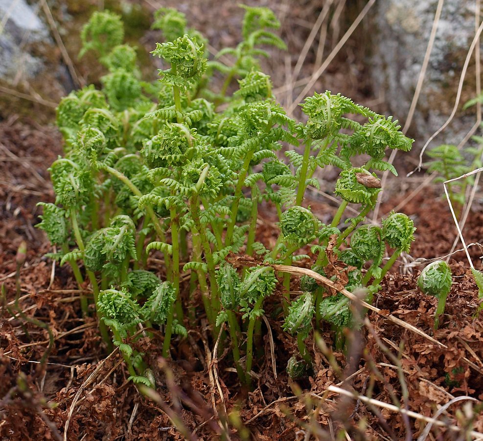 Изображение особи Athyrium distentifolium.