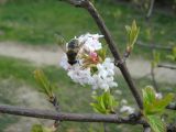 Viburnum × bodnantense. Соцветие с кормящейся мухой. Крым, г. Ялта, в культуре. 24 марта 2012 г.