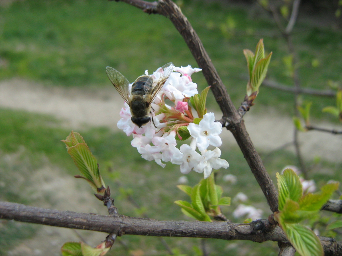 Изображение особи Viburnum &times; bodnantense.