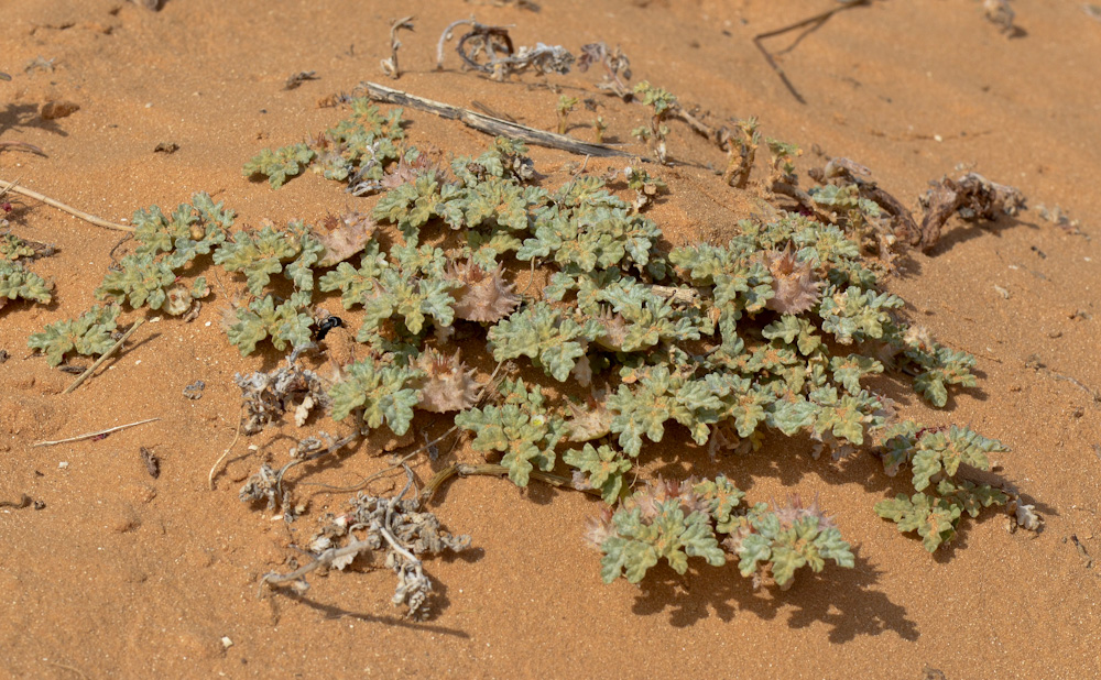 Image of Neurada procumbens specimen.