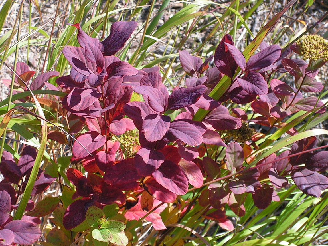 Image of Spiraea betulifolia specimen.