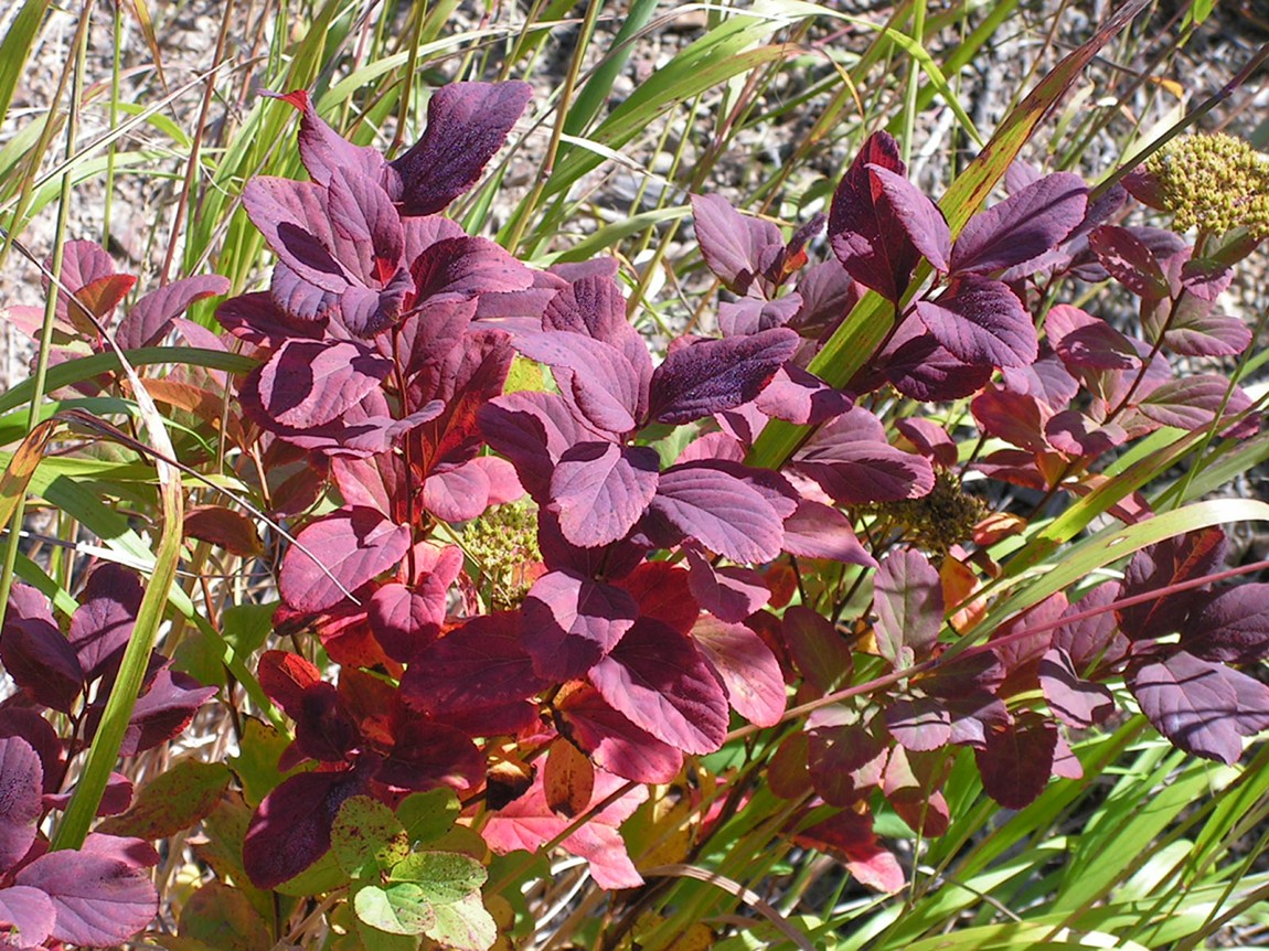 Изображение особи Spiraea betulifolia.