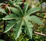 Ricinus communis. Лист. Московская обл., дачный участок. 04.09.2007.