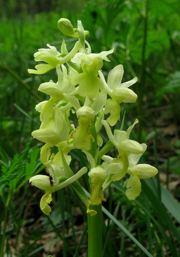 Изображение особи Orchis pallens.