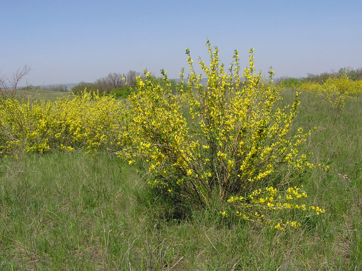 Изображение особи Chamaecytisus ruthenicus.