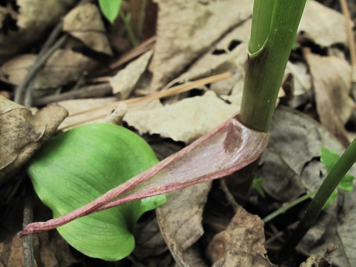 Image of Arisaema amurense specimen.