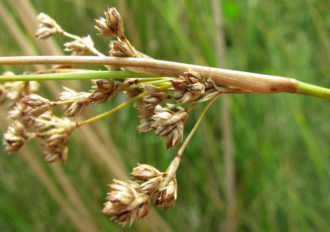 Изображение особи Juncus maritimus.