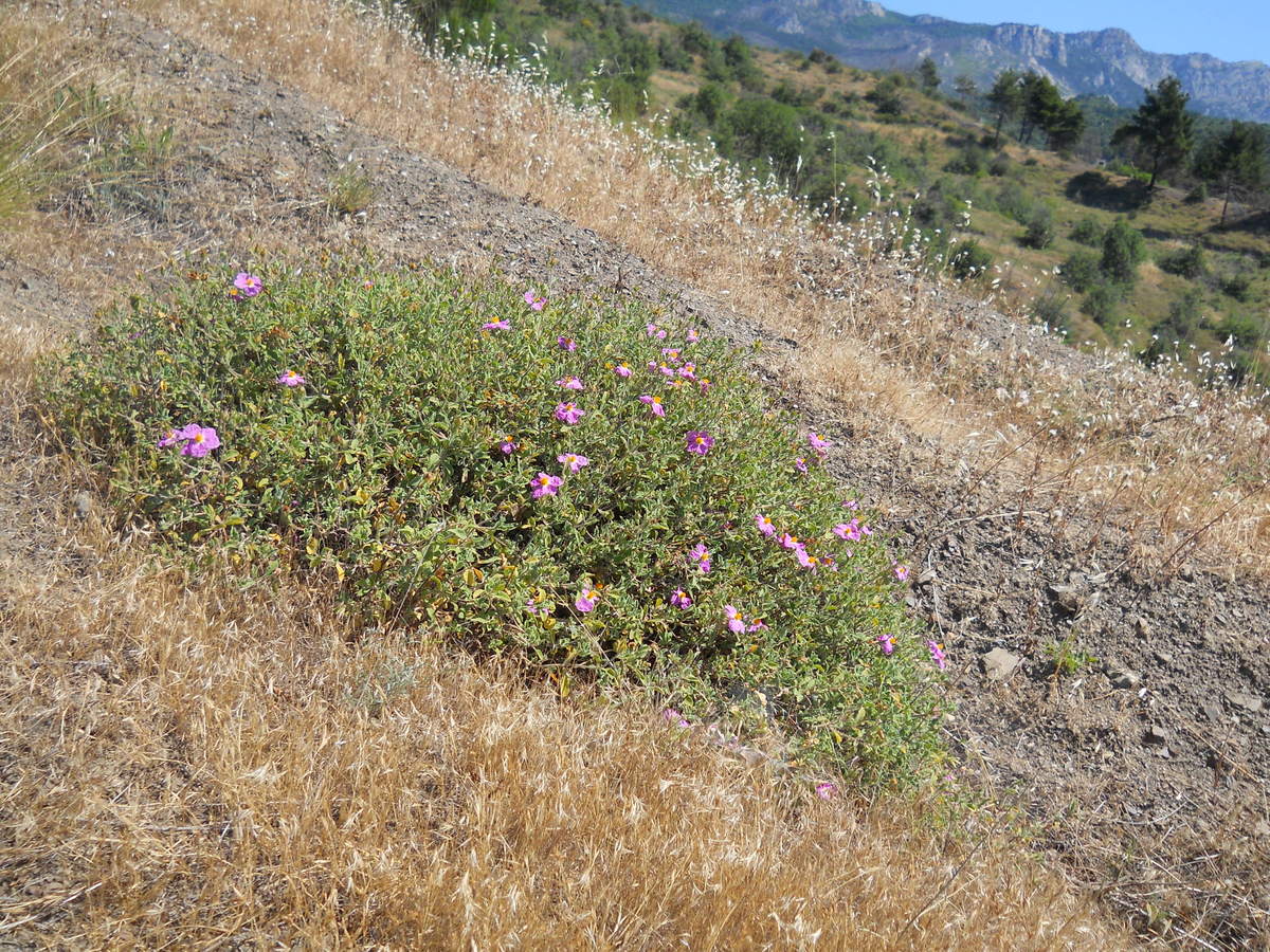 Изображение особи Cistus tauricus.