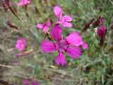 Dianthus deltoides